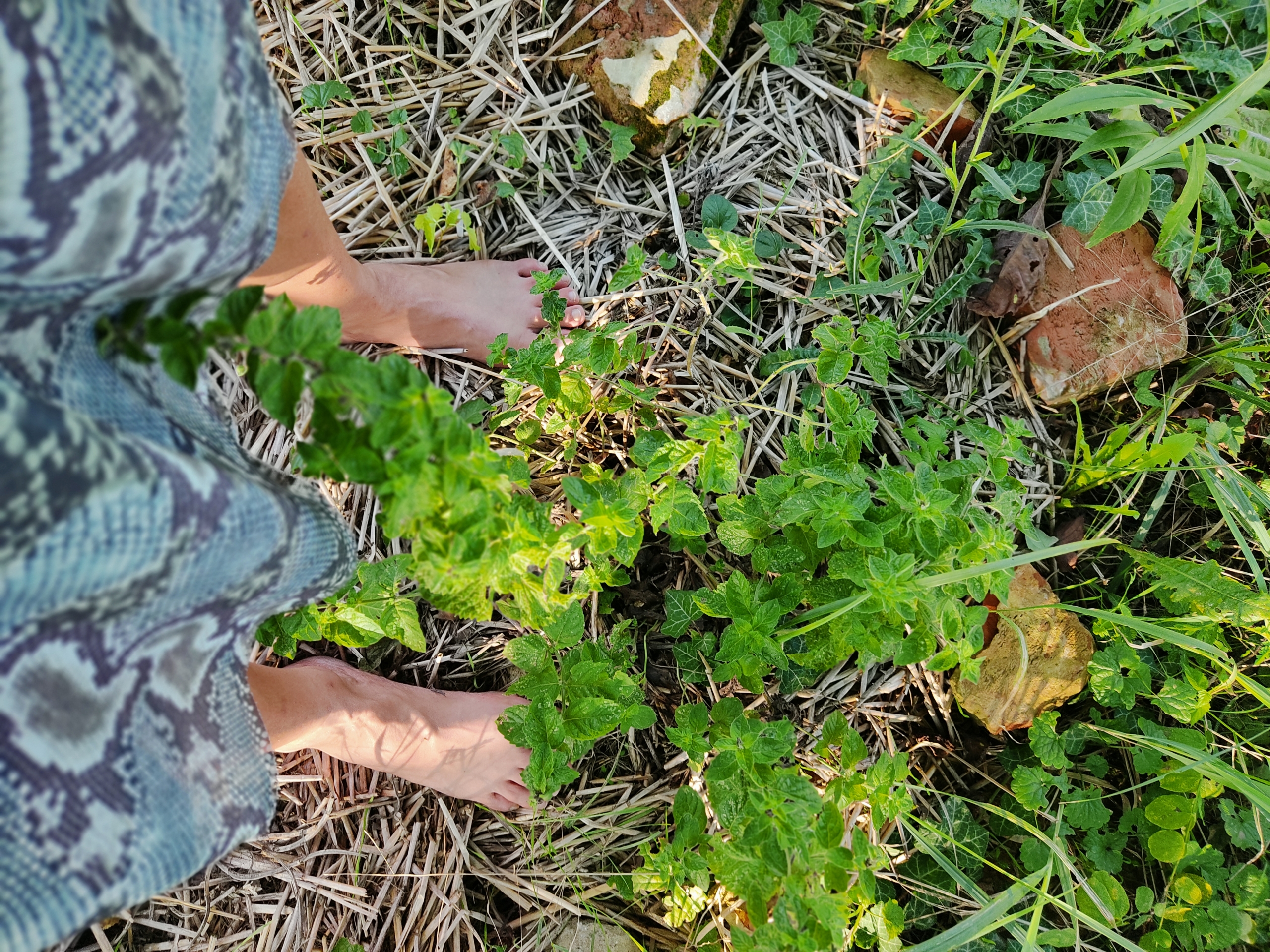 Zselic Kapuja Gyógynövénykert és Farm